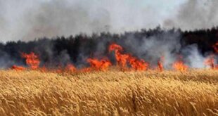 بسبب شرارة كهربائية … حريق يأتي على موسم قمح قبل حصاده