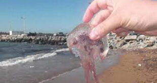 ظهور قنديل البحر بكثرة على شواطئ بانياس