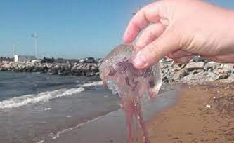 ظهور قنديل البحر بكثرة على شواطئ بانياس