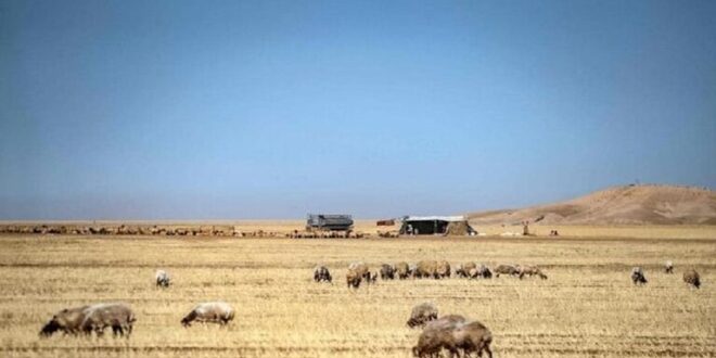 القمح السوري علف للأغنام في شمال شرق سوريا