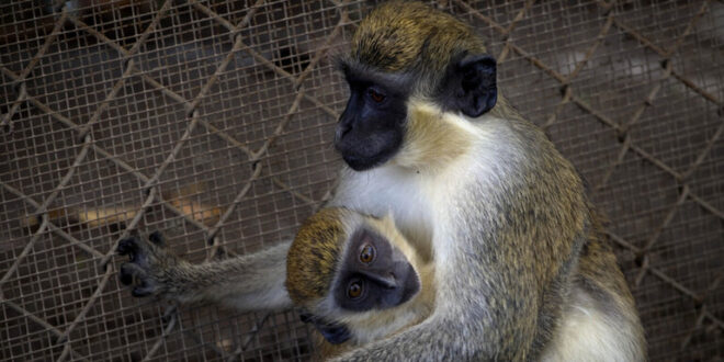 تسجيل أول إصابة بجدري القردة في لبنان