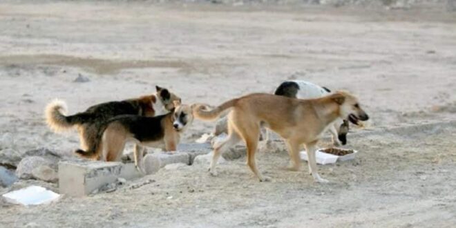 الكلاب الشاردة في “كفر بطنا” بريف دمشق تهاجم الأهالي