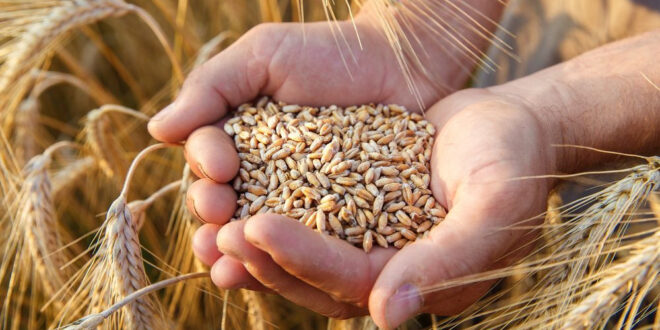 باحث اقتصادي يطمئن السوريين: سورية من أقل الدول تأثراً بأزمة الغذاء العالمية