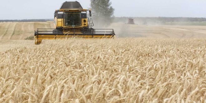 “حرب الخبز العالمية بدأت”.. إيطاليا تُحذر من آثار منع تصدير القمح الأوكراني وتوجه طلباً لبوتين