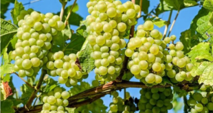 فوائد العنب الأخضر الصحية المذهلة