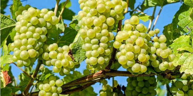 فوائد العنب الأخضر الصحية المذهلة
