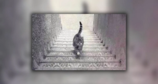 صورة القط المحيرة تحدد مدى ذكائك