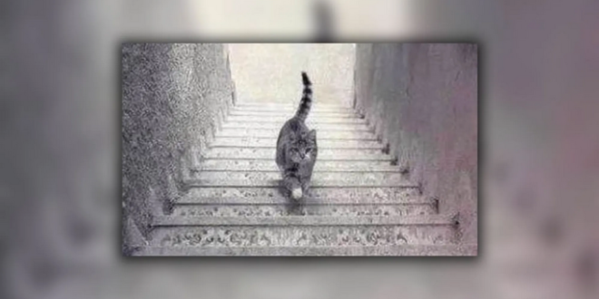صورة القط المحيرة تحدد مدى ذكائك
