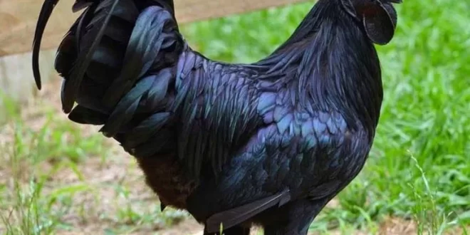 الدجاج الأسود من ضمنها.. أغلى أنواع الأطعمة حول العالم