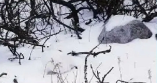 هل يمكنك العثور على الطائر المخفي وسط الثلج
