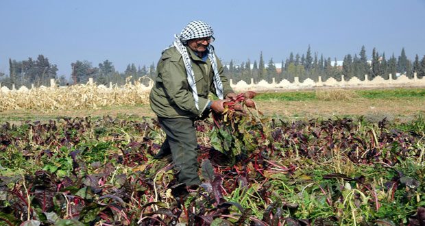 ما مصير محصول الشوندر