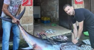 اصطياد سمكة الزعنفة الزرقاء في بانياس