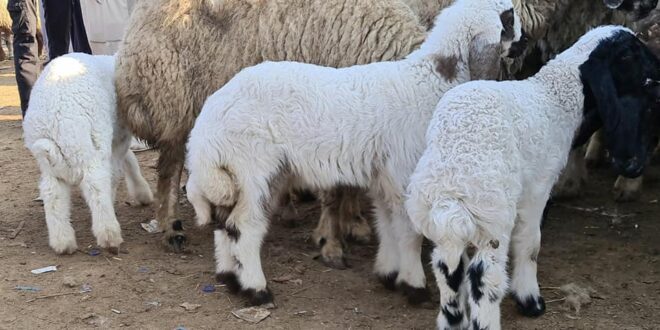 أضحية العيد تتجاوز 4 ملايين ليرة