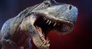 اكتشاف آثار ديناصورات عمرها 113 مليون عام... فيديو وصور