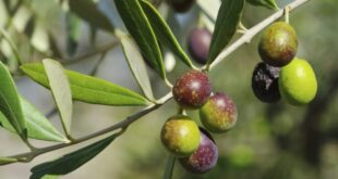 أشجار الزيتون في اللاذقية تحمل أفضل محصول منذ عشرات السنين وتفاؤل بإنتاج تاريخي