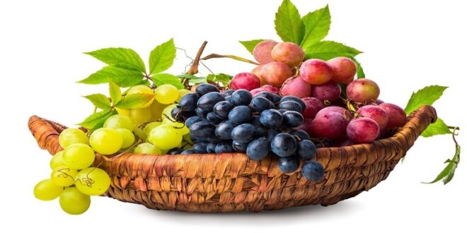 أيهما أكثر فائدة.. العنب الداكن أم الفاتح