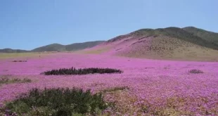 صحراء أتاكاما المزهرة.. هذا ما يحدث في أكثر البقاع جفافاً في العالم!