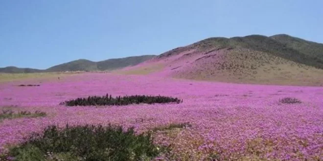 صحراء أتاكاما المزهرة.. هذا ما يحدث في أكثر البقاع جفافاً في العالم!