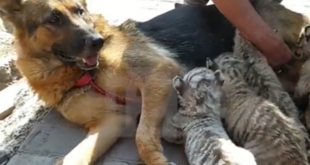 بالفيديو.. كلبة ترضع أشبال من النمور