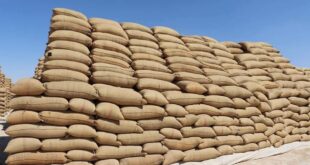 هل يغطي مخزون القمح الموجود حاجة سورية