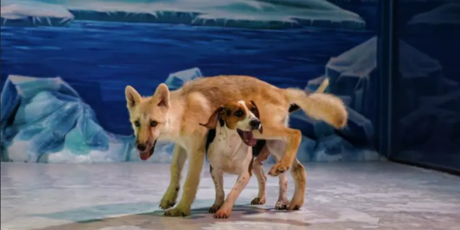 شاهد أول ذئب قطبي مستنسخ من كلب بالعالم.. لطيف وغير اجتماعي