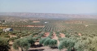 محاصيل سورية الاستراتيجية تتلاشى بفعل الأزمات المتلاحقة
