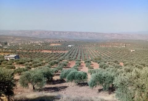 محاصيل سورية الاستراتيجية تتلاشى بفعل الأزمات المتلاحقة