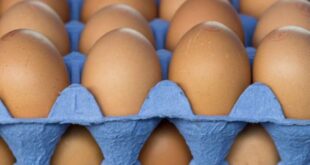 بائع بيض: سعر طبق البيض بالجملة