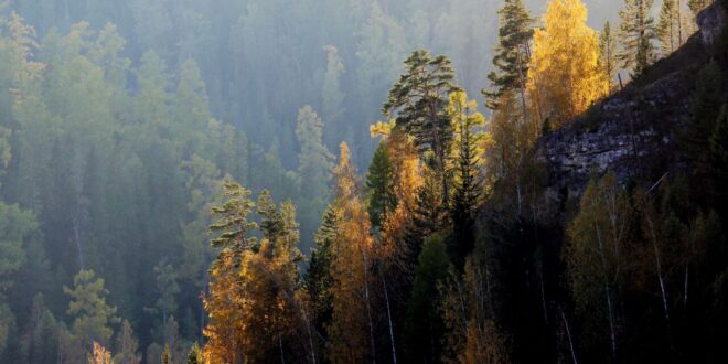 5 أشجار صينية يزيد عمرها عن خمسة آلاف عام... صور