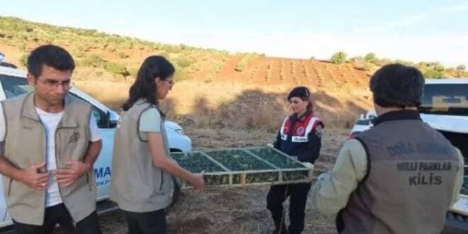 إحباط تهريب 900 طائر "حسون" من تركيا إلى سوريا