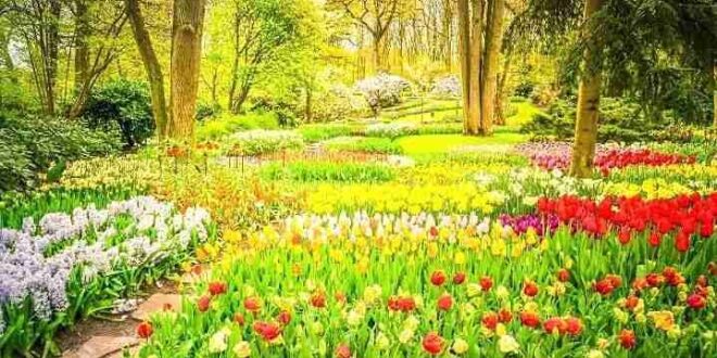 يمكنك رؤية زهور وأشجار وعشب.. لكن هل تستطيع إيجاد الببغاء؟