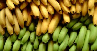 توقعات بانخفاض سعر كغ الموز إلى 6 آلاف ليرة