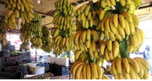 قريباً الموز قي الأسواق بسعر لايتجاوز الستة آلاف