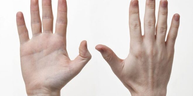 هل تساءلت يوماً لماذا أصابع اليد غير متساوية؟
