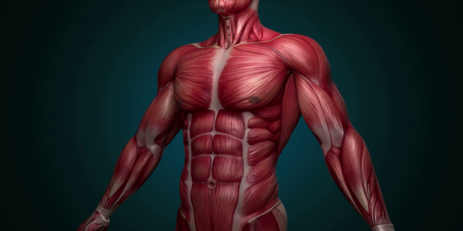 ما هى أقوى عضلة في جسم الإنسان؟ لن تتوقع الإجابة التي اتفق عليها العلماء