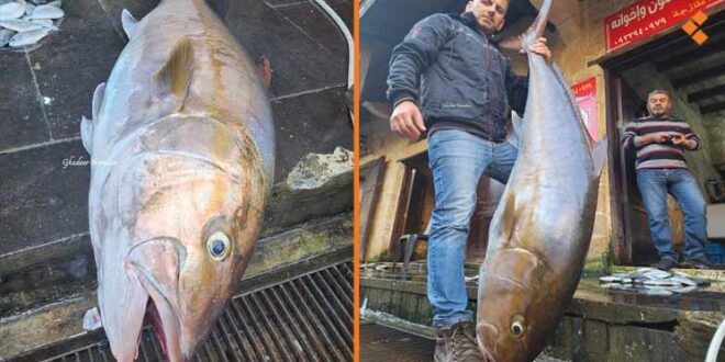 اصطياد سمكة جراوي تزن أكثر من 50 كغ في بانياس