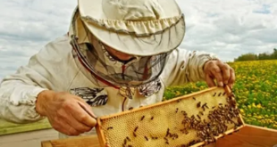 انخفاض إنتاج العسل في سورية