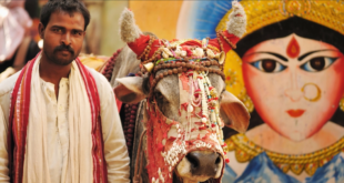 لماذا يقدّس الهندوس البقر