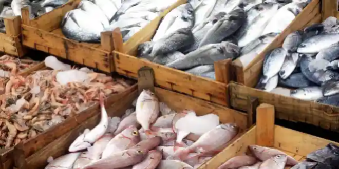 صيادون يعتزلون المهنة.. والسمك أسعاره خمس نجوم