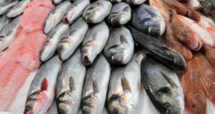 إليكم فروقات أسعار الأسماك بين دمشق واللاذقية