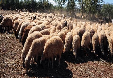 سورية.. توقعات بتصدير 200 ألف خروف إلى دول الخليج خلال أسبوع