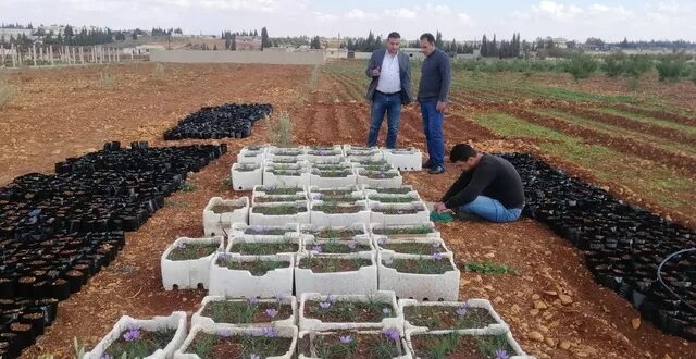 زراعة "الذهب الأحمر" تبدأ بالانتشار في سوريا