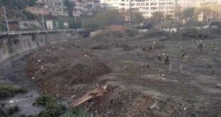 مجهولون يقطعون الأشجار المزروعة على طريق قدسيا في ريف دمشق!!