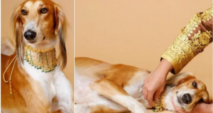 شيخة بحرينية تُغرق كلبتها بالذهب