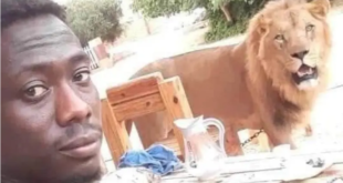 أسود تفترس عاملاً سودانياً في ليبيا
