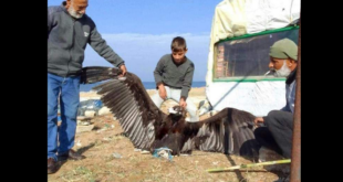 “من أكبر أنواع الطيور في العالم”.. صياد يكشف مصير النسر الذي حطّ على شاطئ طرطوس