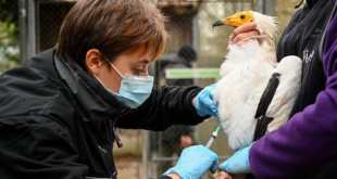 أوروبا تشهد موجة إنفلونزا الطيور "الأكثر تدميرا" في تاريخها