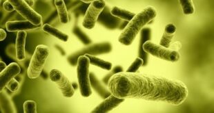 ما هي البكتيريا النافعة؟ وما فوائدها ومصادرها؟