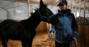 الصين تكشف عن أول حصان مستنسخ “ذو مزاج حيوي” يفتح آفاقاً جديدة للفروسية