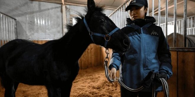 الصين تكشف عن أول حصان مستنسخ “ذو مزاج حيوي” يفتح آفاقاً جديدة للفروسية